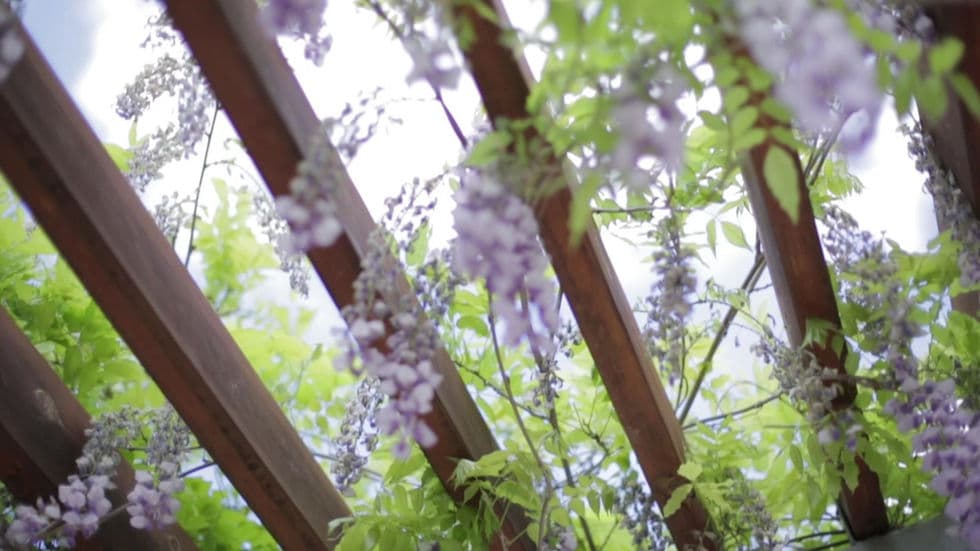 Çiçekli pergola